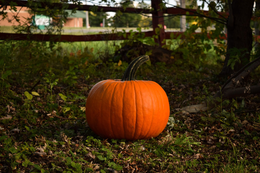 LEFTOVER PUMPKINS?